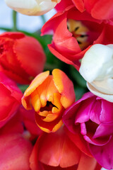 Tulips white background