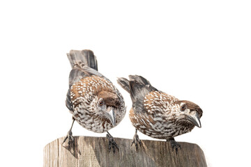 two spotted nutcracker sitting on a tree isolated