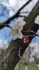 branch of apricot blossom