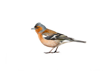 finch profile isolated on white background