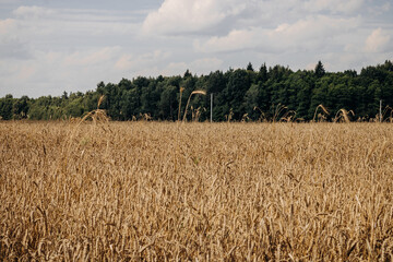 Golden wheat field, forest belt and clear blue sky with clouds on a sunny day. Ripe golden spikelets of wheat. Landscape