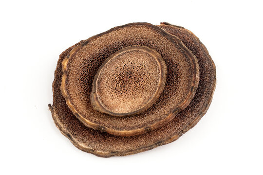 Antler slices of the Altai maral on a white background. Maral pant is a source of amino acids, vitamins, macro- and microelements. Boosts immunity, men's health. isolated object