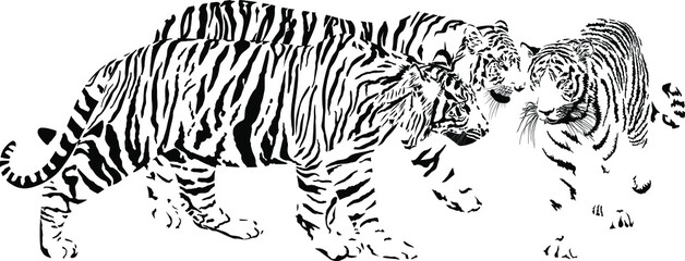 Three tigers, Latin Panthera tigris tigris - 499677978