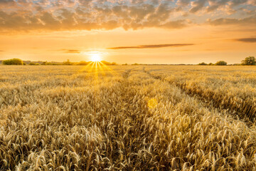 Obraz premium Amazing view at beautiful summer golden wheaten field with beautiful sunny sky on background, rows leading far away, valley landscape