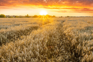 Amazing view at beautiful summer golden wheaten field with beautiful sunny sky on background, rows leading far away, valley landscape