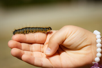 Caterpillar in hand Closeup