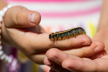 Caterpillar in hand Closeup