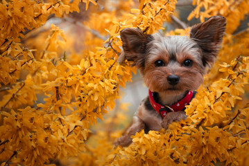 
The Easter holidays come with the Spring season. Yorkshire Terrier in golden rain.