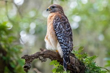 A red-shouldered hawk perched in a tree.