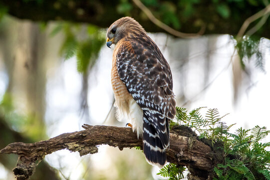 A red-shouldered hawk perched in a tree.