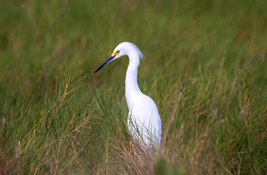 A snowy egret wading through a salt marsh.