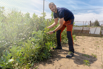 Young farmer taking care of a small plantation of ecological broad beans.