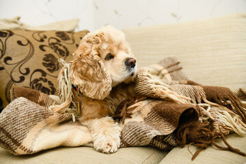 An American Cocker Spaniel lies on a couch wrapped in a blanket. The dog looks away.
