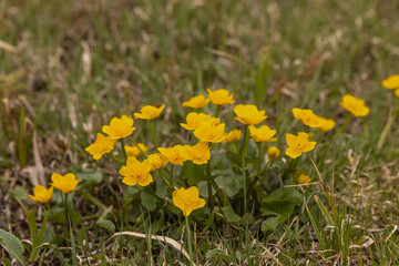 Dotterblume auf sumpfwiese