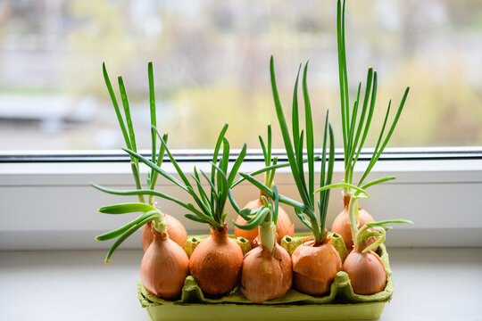 Onion with fresh sprouts growing in egg trayon windowsill. Several bulbs with fresh sprouts on background of the window. Close-up.