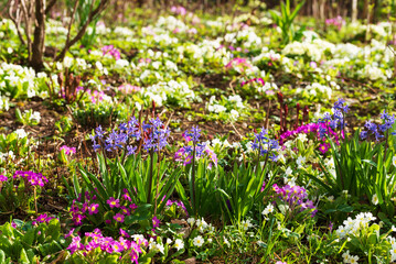 Flowering favorite hyacinths and primrose in the garden