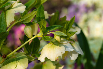 Flowering of hellebore flowers close-up in a flower bed