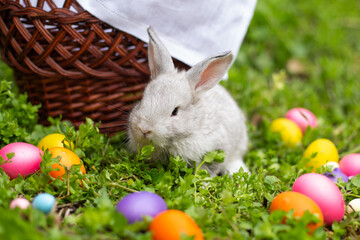 Little Easter Bunny on the grass near colorful eggs.