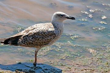 seagull on the beach