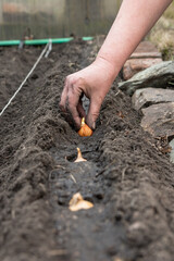 hand planting germinated onion seeds in bed with soil in spring.