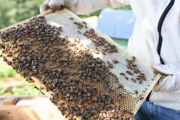 Beekeeper holds honeycomb with fresh honey. Man inspects bee pollen in apiary