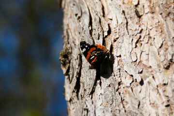 Red admiral butterfly (Vanessa Atalanta) perched on tree in Zurich, Switzerland
