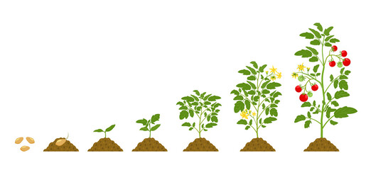Growth cycle of tomatoes in the soil on white background. Stages of development of vegetables.