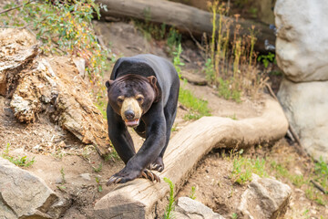 Helarctos malayanus bear - The Malaysian bear has an open mouth and teeth and tongue are visible.