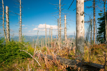 Obraz premium Dry dead trees in old forest in the Carpathians, Beskid mountains, Czech Republic, on a beautiful sunny day of summer. Ecology concept. Climate change concept.