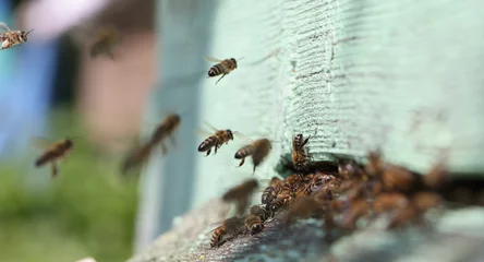Fotobehang Bee collects nectar in bee hive closeup © megaflopp