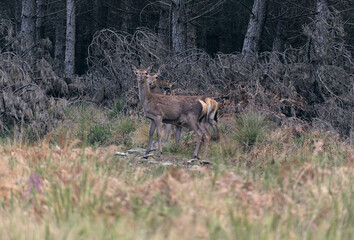 Fêmea de veado vermelho e a cria. Serra da Lousã.