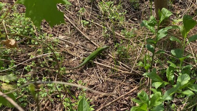 Green lizard on grass in the wild