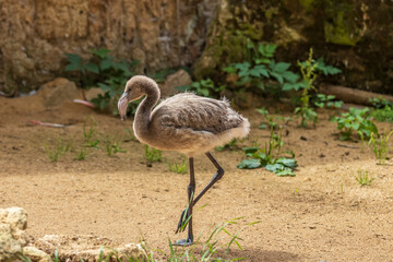 Little gray flamingo cub in nature. Nice bokeh.