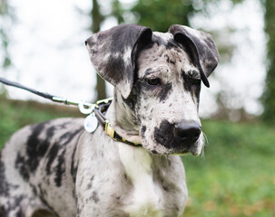 Merle Great Dane puppy