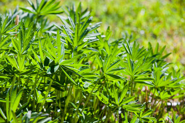 Green lupine leaves on a sunny day, close up photo