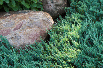 Garden background, stones lay near green branches