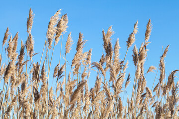 Dry fluffy coastal reed is under blue sky on a sunny winter day