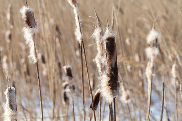 Dry Typha plants with fluff in winter. Close up