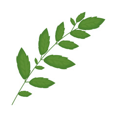 Fototapeta premium green leaves branch
