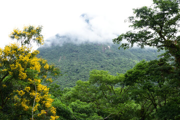 trees in the mountains