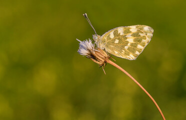 New Spotted butterfly (Pontia edusa) on plant