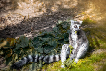 Black and white lemur eating leaves on the ground © Zita Stankova
