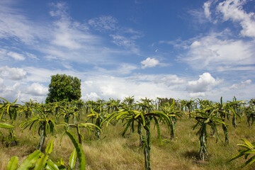 PLANTATION OF DRAGON FRUIT PLANTS, ORGANIC, TROPICAL IN FAMILY PRODUCTION FARM FOR EXPORT