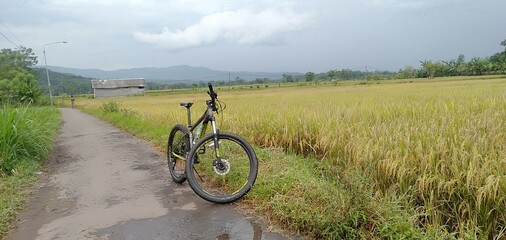 cyclist in the rice field