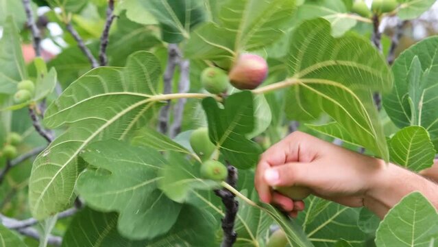 pluck a fig fruit