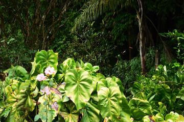 leaves in the garden