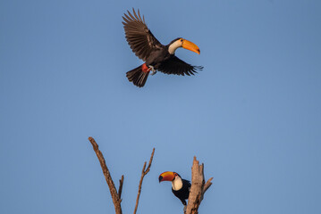 Tucano