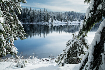 winter snowy forest lake reflection