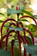 A close-up photo of a strange red flower.