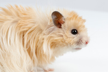 Fototapeta premium fluffy Syrian hamster on a light background